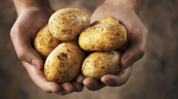 Amazing faktoja perunat: totuus tärkkelys