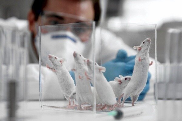 Tutkimus osoittautui erittäin tärkeäksi, mutta on tärkeää ottaa huomioon, että rottien ja ihmisten rakenne on edelleen erilainen (Kuva: newsland.com)