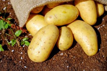 Epäoikeudenmukaisesti panetteli: Hälventää kolme myyttejä vaaroista perunat