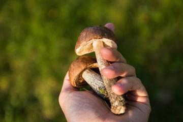 6 vaarallisinta sieniä: miten ei kypsennä tappavaa keittoa?