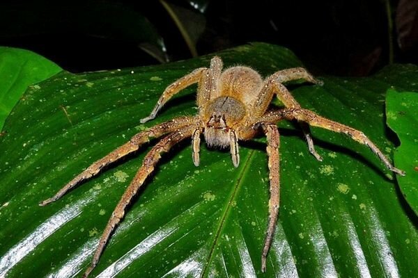 Jopa pienten hämähäkkien purema voi olla vaarallista (Kuva: topcafe.su)