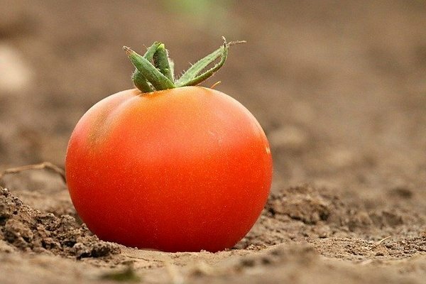 Monet ihmiset säilyttävät tomaatteja jääkaapissa. Osoittautuu, että tämä on virhe (Kuva: pixabay.com)