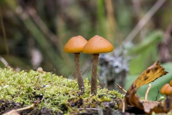 Tämä sieni on hyvin samanlainen kuin tavalliset hunaja-sienet (Kuva: Pixabay.com)