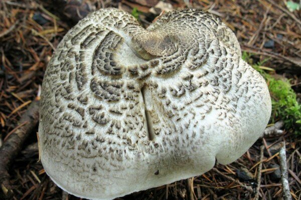 Tämän sienen toksiinit voivat aiheuttaa kuoleman (Kuva: Pixabay.com)