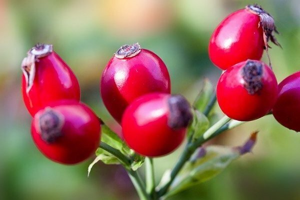 Ruusunmarjasta voidaan tehdä hyödyllisiä dekotteja, jotka auttavat voittamaan flunssa ja vilustuminen (Kuva: pixabay.com)